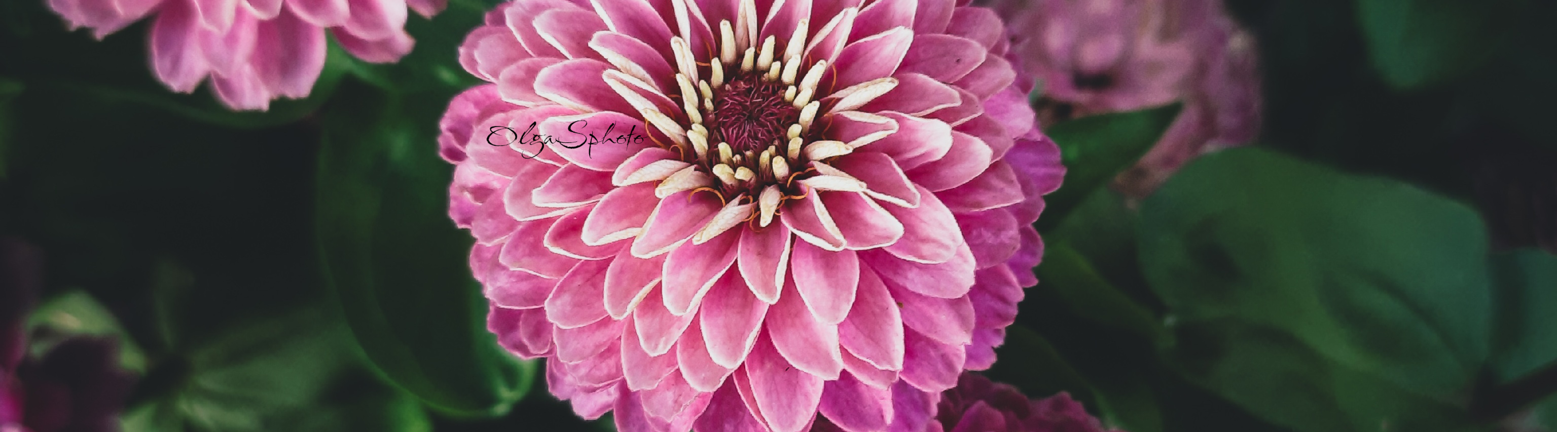 FOREST ∆ rustle | шелест леса 